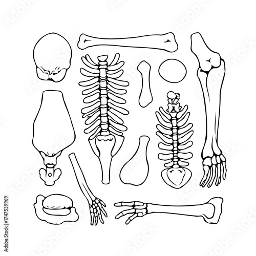 Anatomical study featuring a collection of human skeletal elements a meticulously arranged drawing