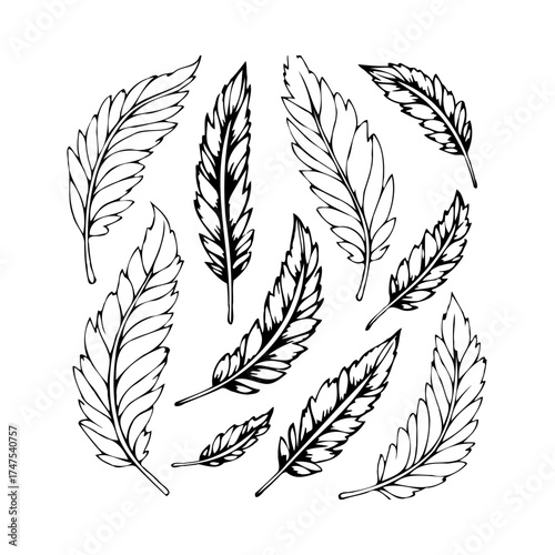 Botanical illustration with stylized leaves displays graceful simplicity with organic forms in