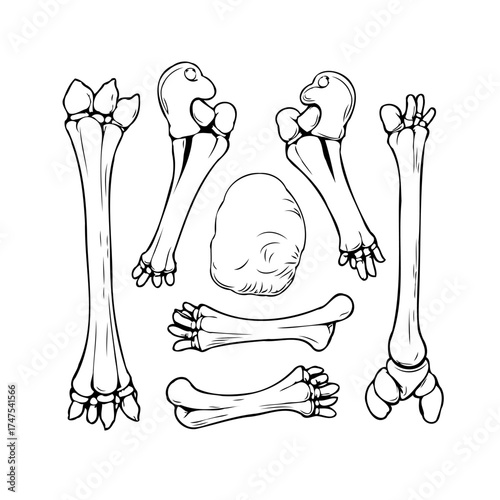 Collection of assorted skeletal parts illustrated in a linear drawing style set against plain