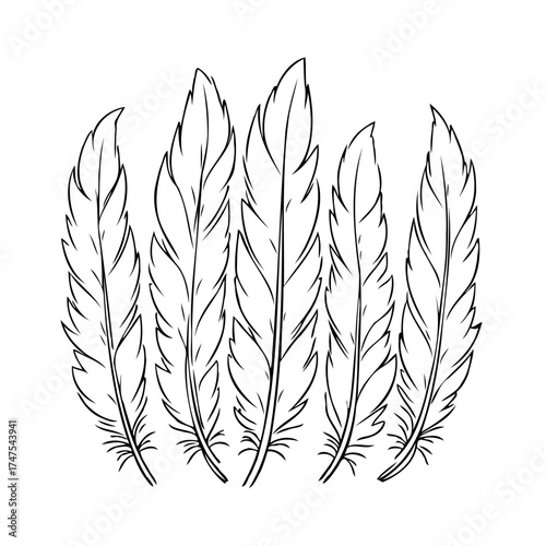 Elegant avian plumage arrangement: A graphic illustration of delicate feather patterns displaying