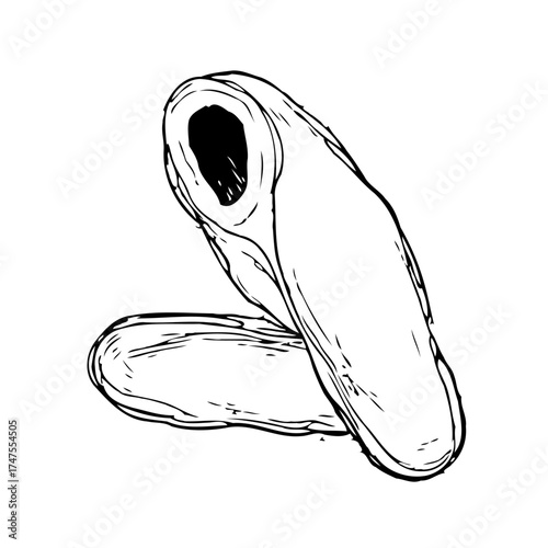 Hand drawn spicy cloves sketch illustration detailed spice ingredient aromatic cooking condiment