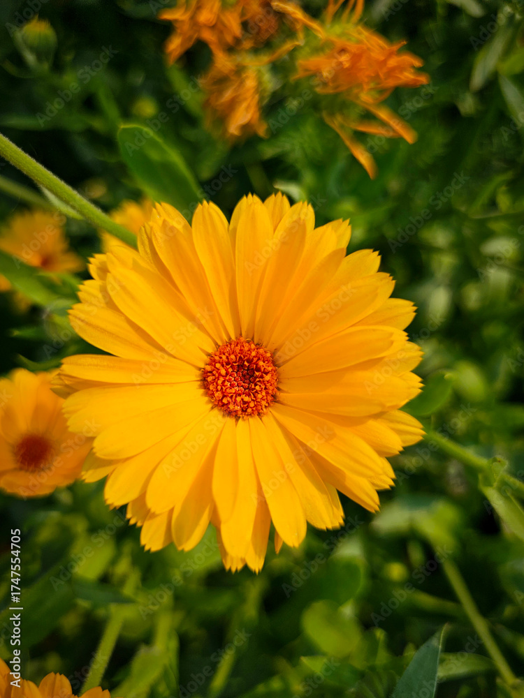 Obraz premium Calendula Officinalis: Vibrant Orange Flower