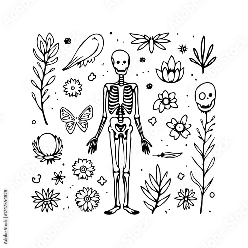 Human skeleton surrounded by nature's elements whimsical illustration evoking mortality