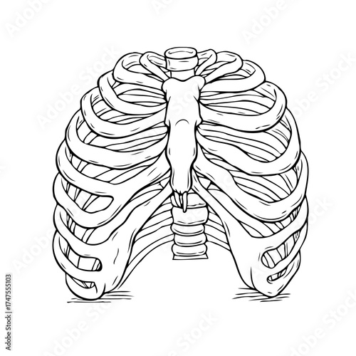 Illustration of a human rib cage bone structure and skeleton, perfect for medical study materials