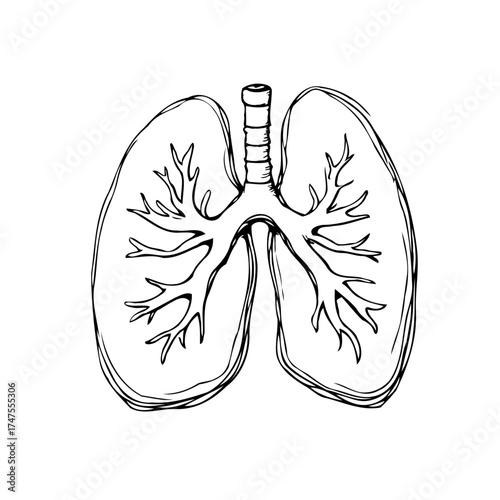 Foto Illustration showing human respiratory system anatomy for medical educational ma