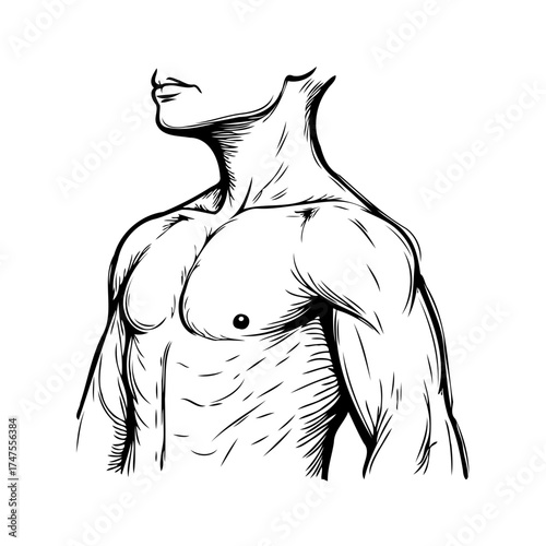 Line art drawing depicting a muscular male torso showcasing athletic physique with upper body