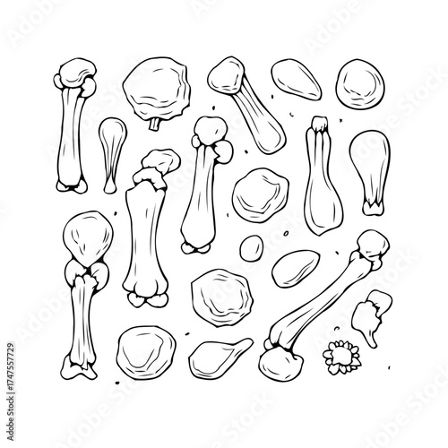 Monochrome skeletal system anatomy sketch conveying the structural foundation of living beings and