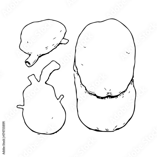 Outlined anatomical drawings depicting varied human internal organs illustrations creating a