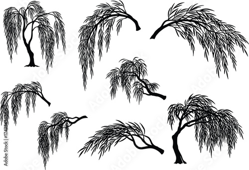 Silhouette illustration of willow trees with curved branches, black vector collection of drooping trees isolated on white background, natural landscape design elements