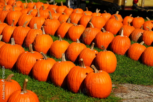 Bright orange big pumpkins are being sold for the fall festivals.