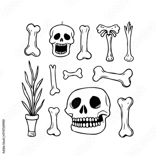 Whimsical skeletal arrangement, bones and skulls in playful composition, plant adding a quirky
