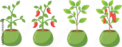 vector illustration of chili plant , Green Potted Chili Plants Vector Set From Seedling to Harvest 