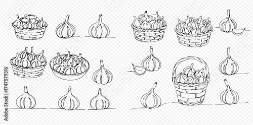 Hand-drawn sketch collection of garlic bulbs, some in baskets and bowls, on a transparent background, perfect for culinary designs.