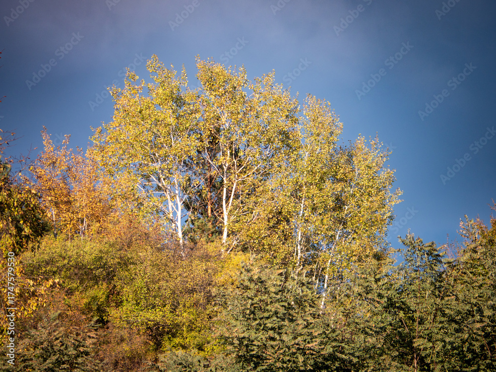 Fototapeta premium Autumn forest scene with tall birch trees and colorful foliage illuminated by sunlight under a deep blue sky.