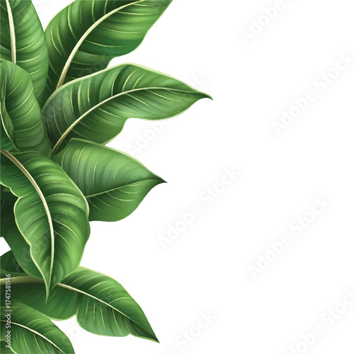  Lush green tropical banana leaves border on white background