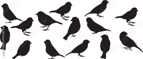 A collection of black bird silhouettes flying and perched on a tree branch, perfect as a nature vector illustration for wildlife design