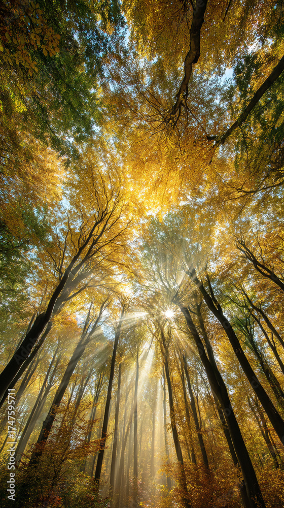 Obraz premium Golden sunbeams piercing through the canopy of a vibrant autumn forest