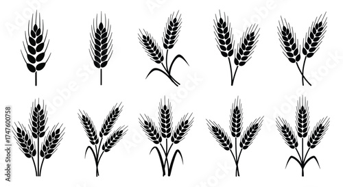 Wheat stalks and ears grain agriculture