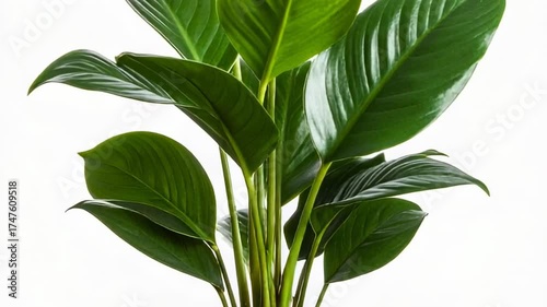 Lush green plant with broad leaves against a bright white background