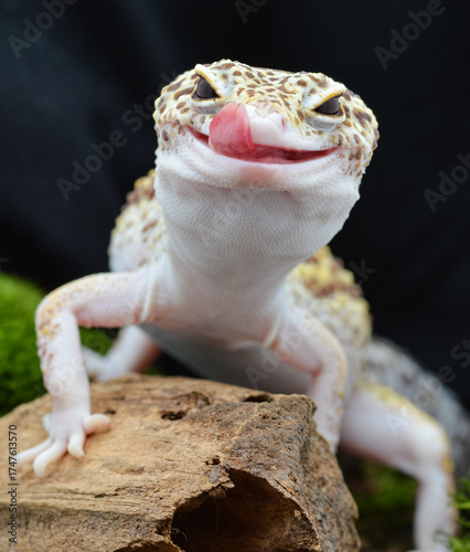 Tableau sur toile Closeup A leopard gecko with a smiling expression, its tongue sticking out and licking its lips