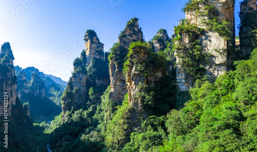 Photography Majestic Zhangjiajie national forest park: towering sandstone pillars emerging from lush green forest, Wulingyuan Scenic Area, Hunan Province, China