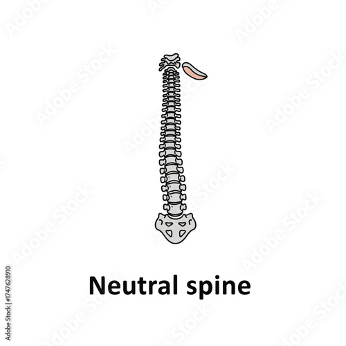 Illustration of a neutral spine, showcasing its natural alignment and anatomical structure for educational purposes