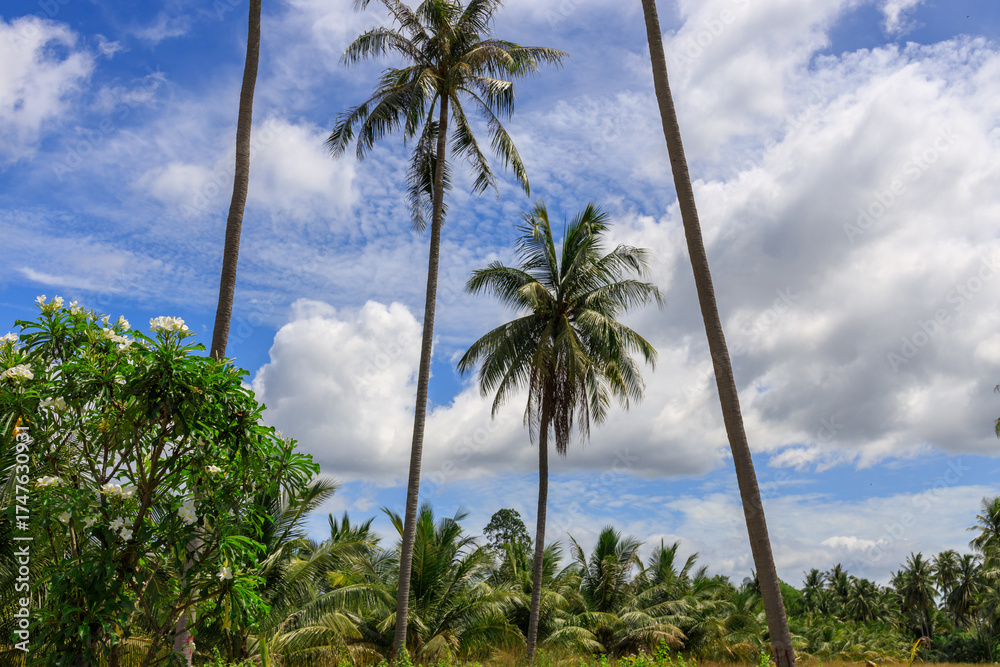 Obraz premium Tropical landscape with palm trees and a cloudy sky