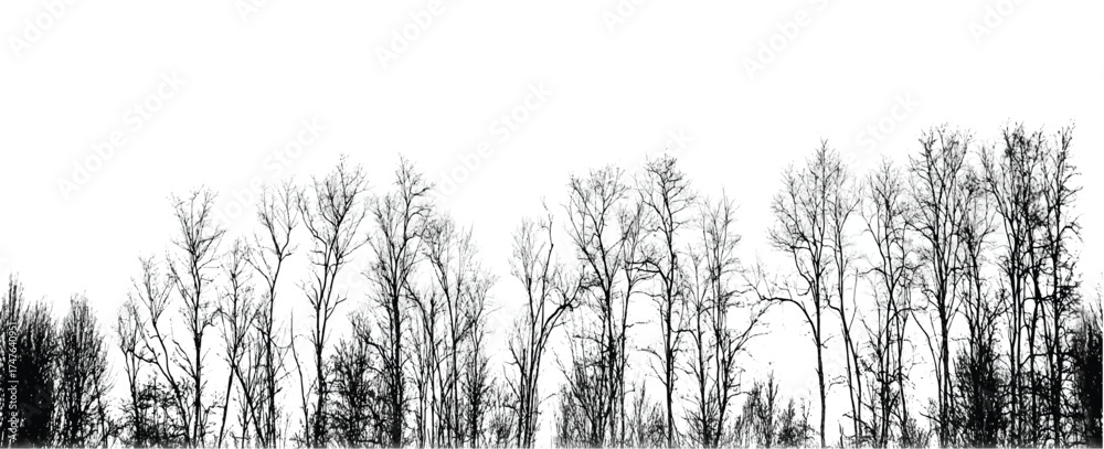 Obraz premium Silhouette of bare trees with branches isolated on white. Black and white vector illustration 
