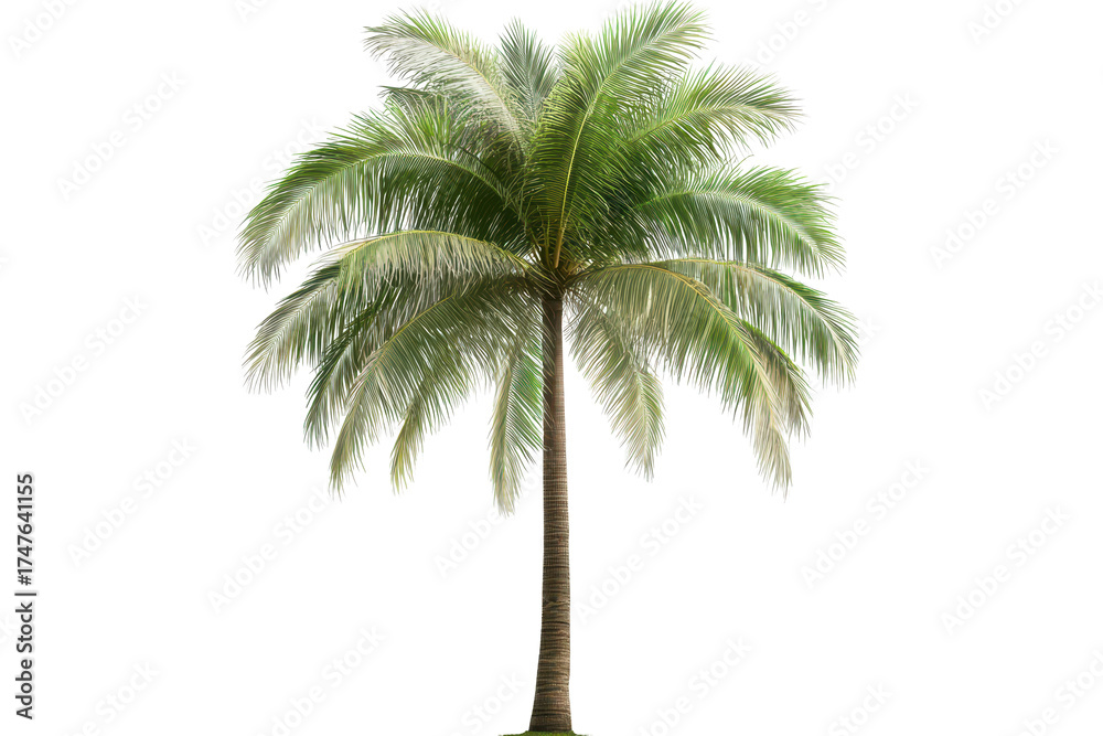 Obraz premium Towering palm tree with swaying fronds creating a serene atmosphere in a tropical paradise under bright sunlight