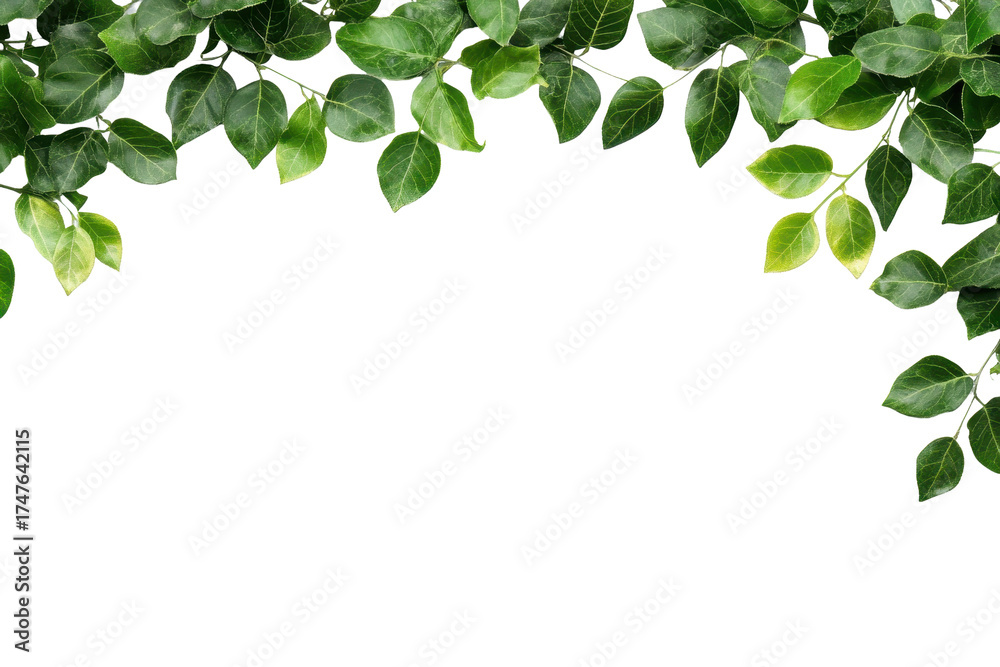Fototapeta premium Leafy garlands creating a natural border on a blank white background for decoration or design projects