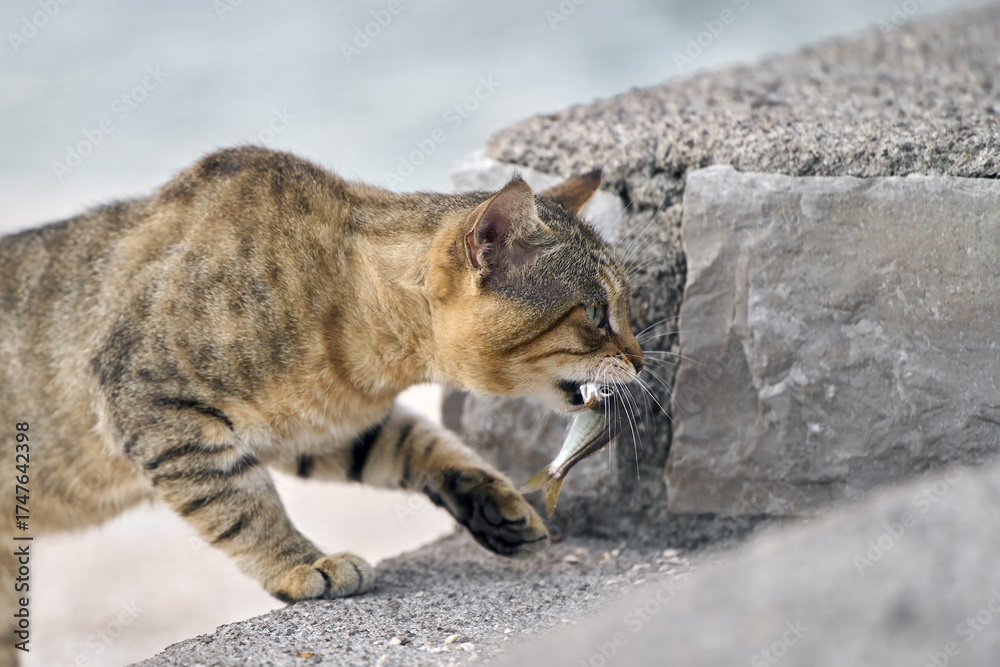 Fototapeta premium Stray cat walking with fish in mouth.
