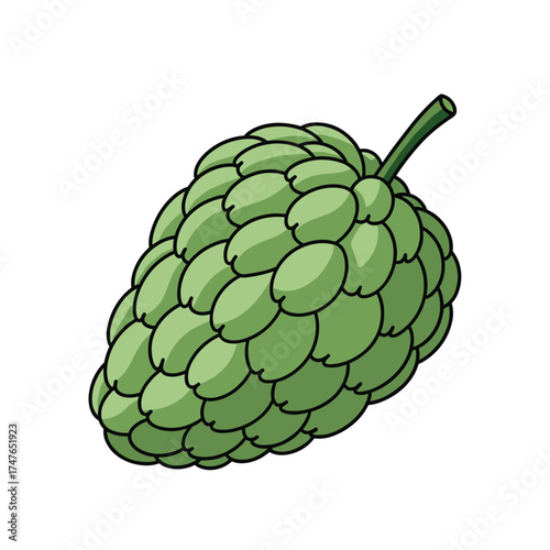 A close up isolated illustration of a fresh green custard apple fruit with scales.