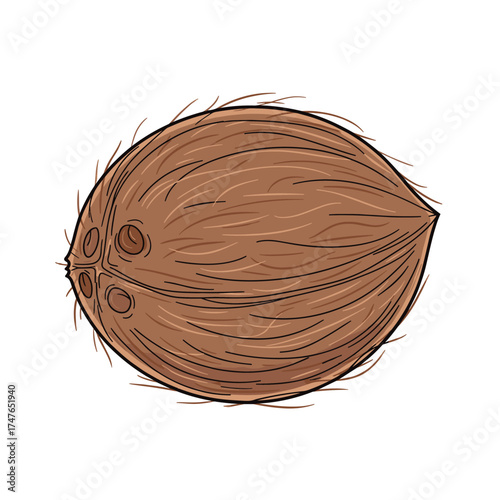 A brown hairy coconut with three dark eyes on one end showing its fibrous exterior.