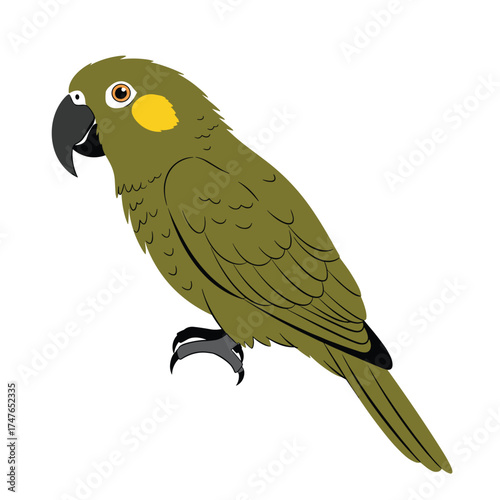 An illustration of a green parrot with a yellow patch on its cheek standing on a white background.