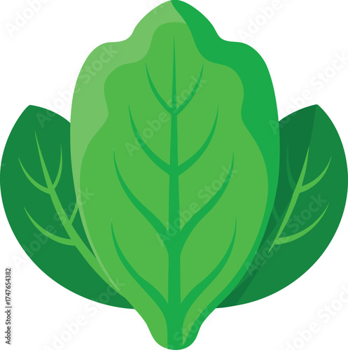 Vibrant green spinach leaves illustration with detailed veins on a white background