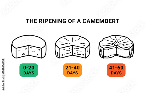 Ripening of camembert cheese icons set, editable stroke. Illustration  of round cheese pieces. Camembert ripening stages in days. 