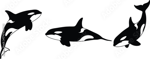 Illustration of three orcas
