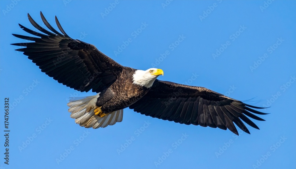 Naklejka premium Bald Eagle with Open Wings Flying in Blue Sky for Premium Bird Object and Wildlife Concept