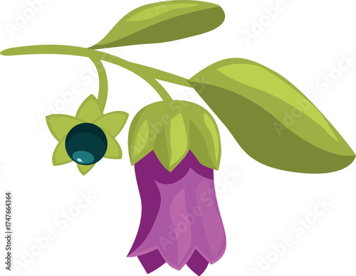 Belladonna flower, berries, and leaves growing on stem, isolated illustration