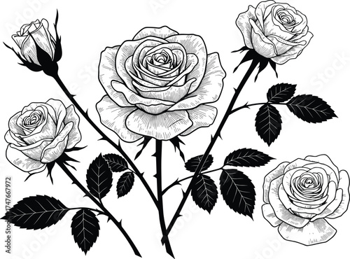 Rose bouquet illustration, blooming flowers, black and white, detailed petals, leaves, thorns, botanical art, vintage style