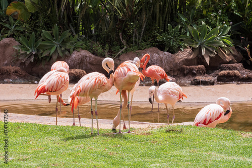 Flock of pink flamingos by the pond surrounded by tropical plants and bright green grass. Beautiful exotic birds resting, feeding, and standing on one leg in sunlight, wildlife background.
