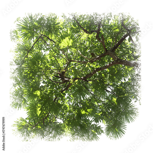 Illustration of green tree canopy from below in sunlight