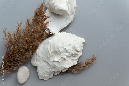 Natural seashells and dry grass composition on grey background