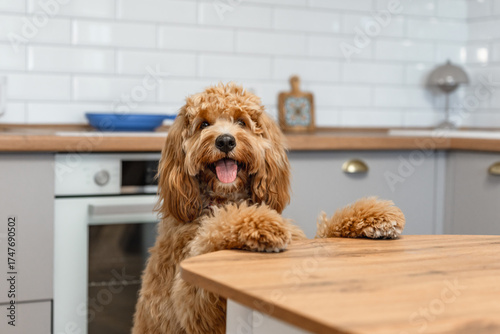 A curly-haired brown Labradoodle or goldendoodle dog is eagerly begging for food, standing on its hind legs in a kitchen