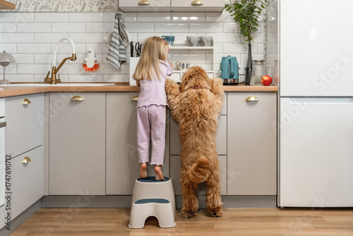 A curly-haired brown Labradoodle or goldendoodle dog with a little child girl in the kitchen, enjoy their time spent together