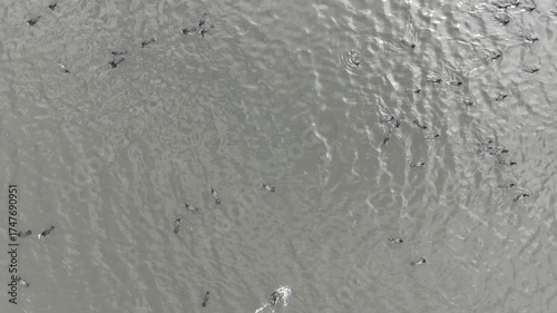 Aerial view shows several small, dark aquatic creatures moving together in calm, gray-green water. The scene conveys teamwork and fluid motion, suitable for nature, wildlife, travel, or environmental