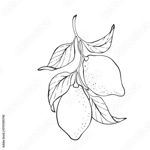 Two lemons with leaves drawn in clean line art style. Vector linear illustration of citrus fruit on branch, perfect for logos, labels, coloring pages, packaging, and botanical design projects