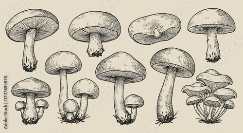 Vintage Hand-Drawn Mushroom Illustration Sketch