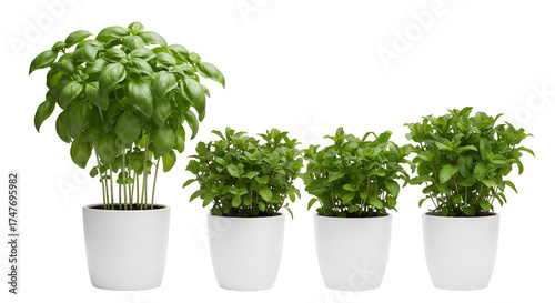 Four Potted Basil Plants Isolated Green Fresh Growth