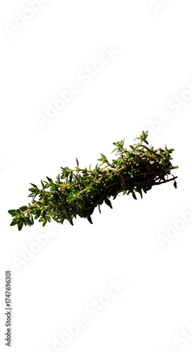Isolated Greenery Branch With Leaves Overhead Lighting